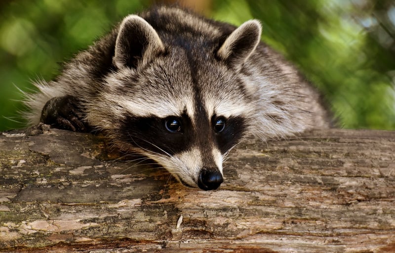 Wildlife Rehabilitation