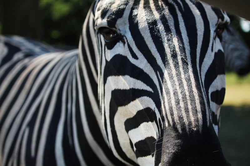 Wildlife Photography